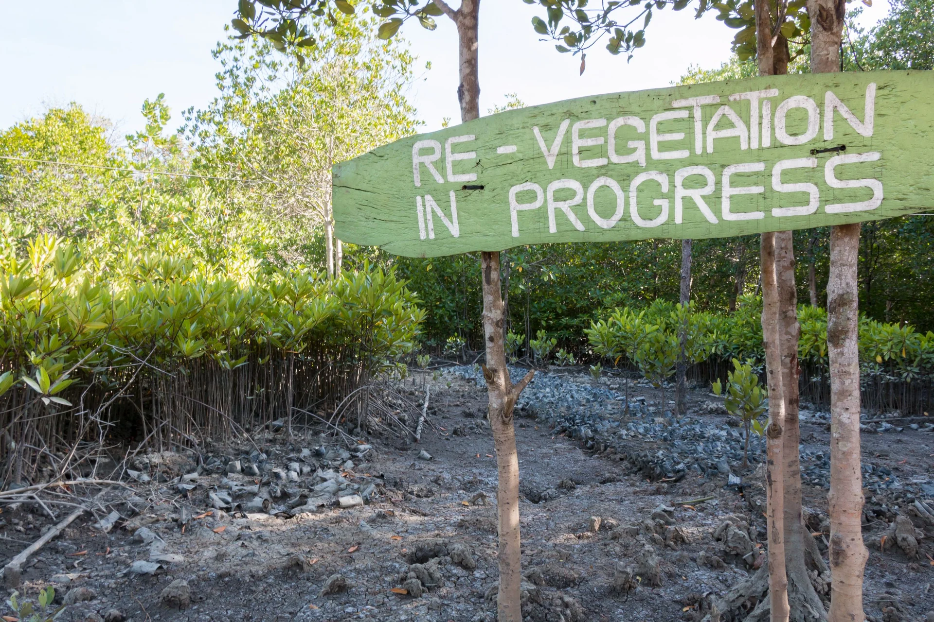 wetlands restoration