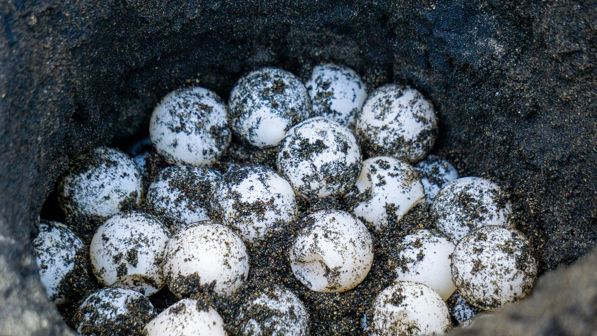 sea turtles nesting