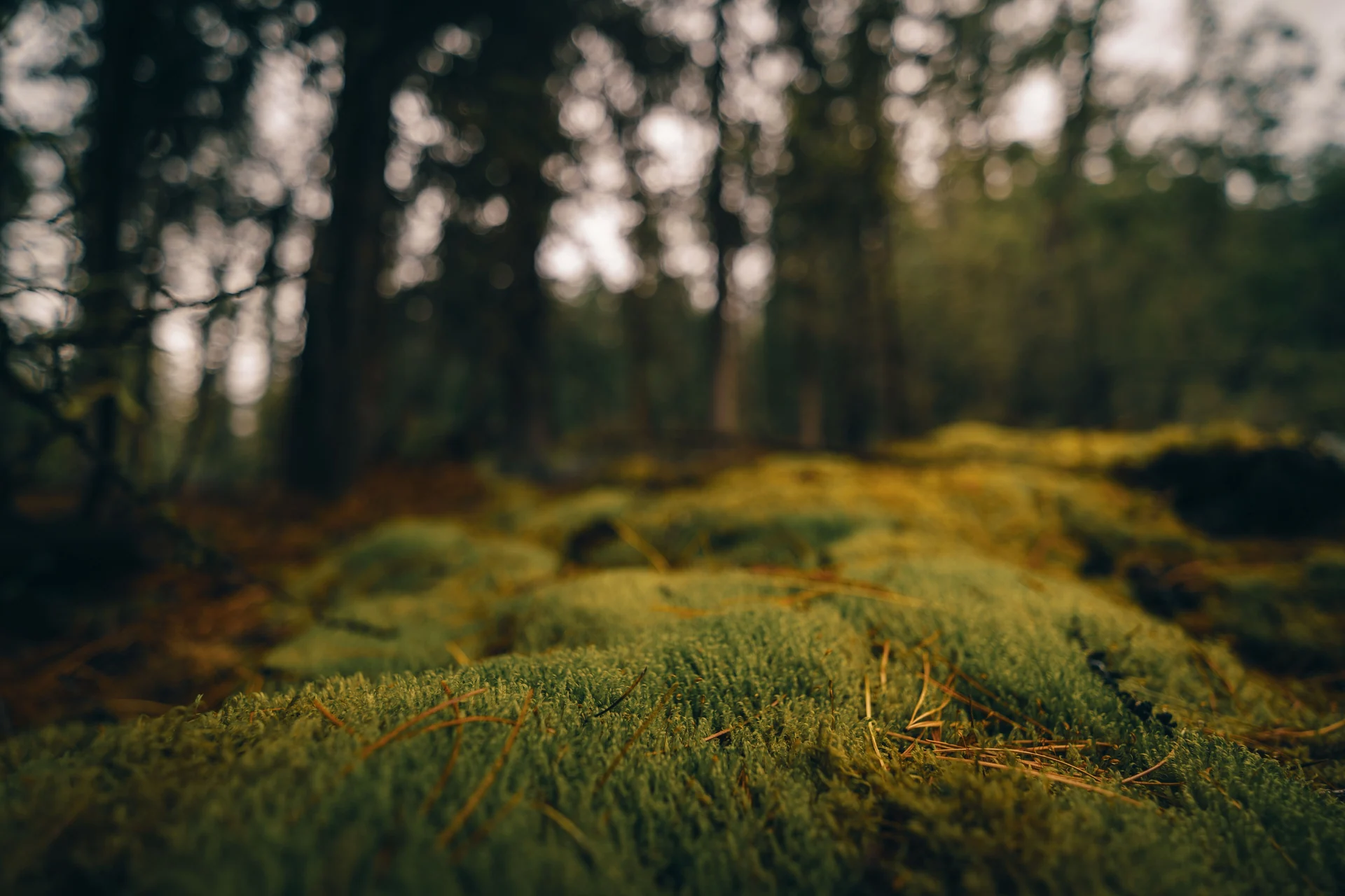 forest