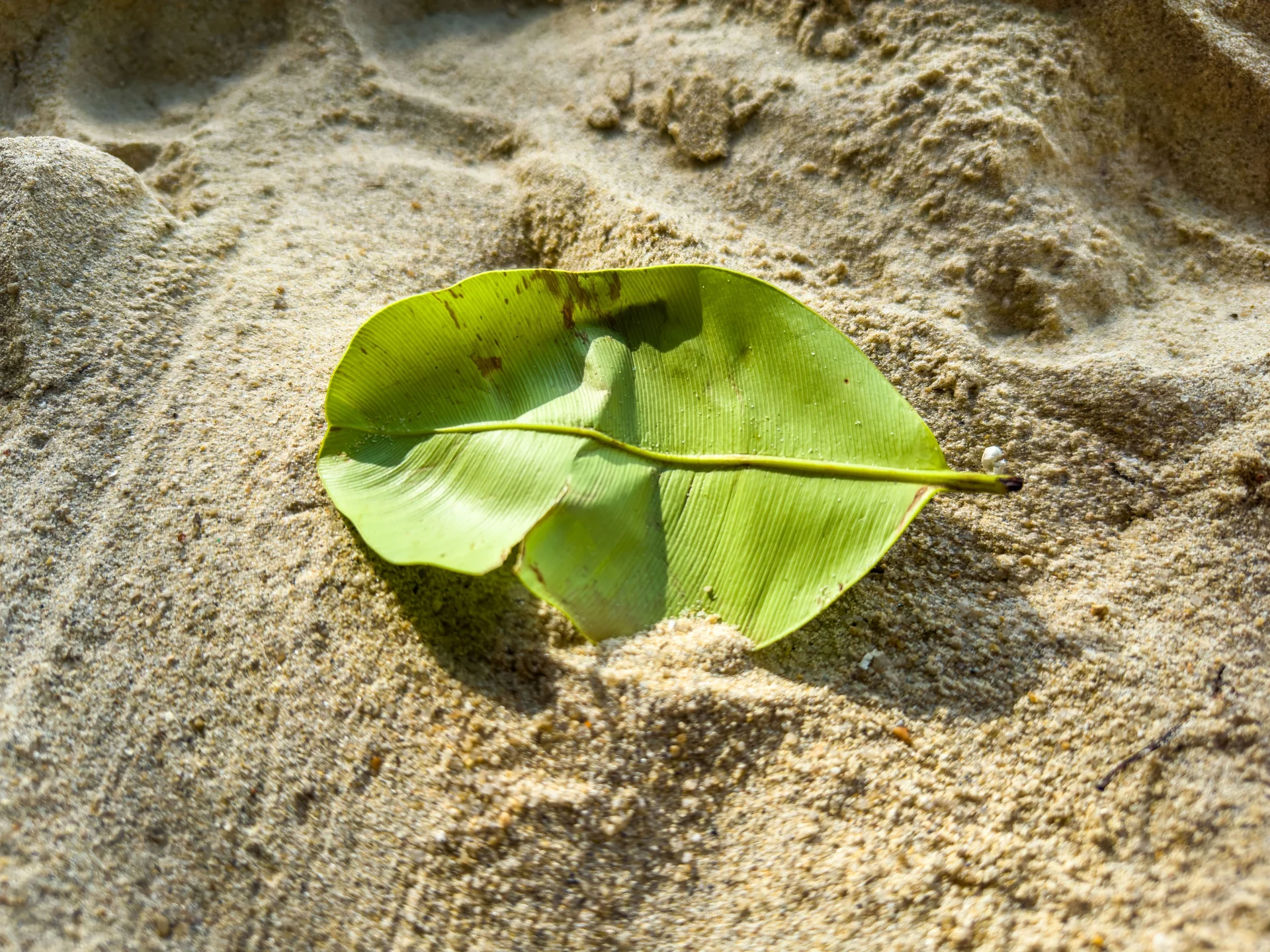 ecosystem balance