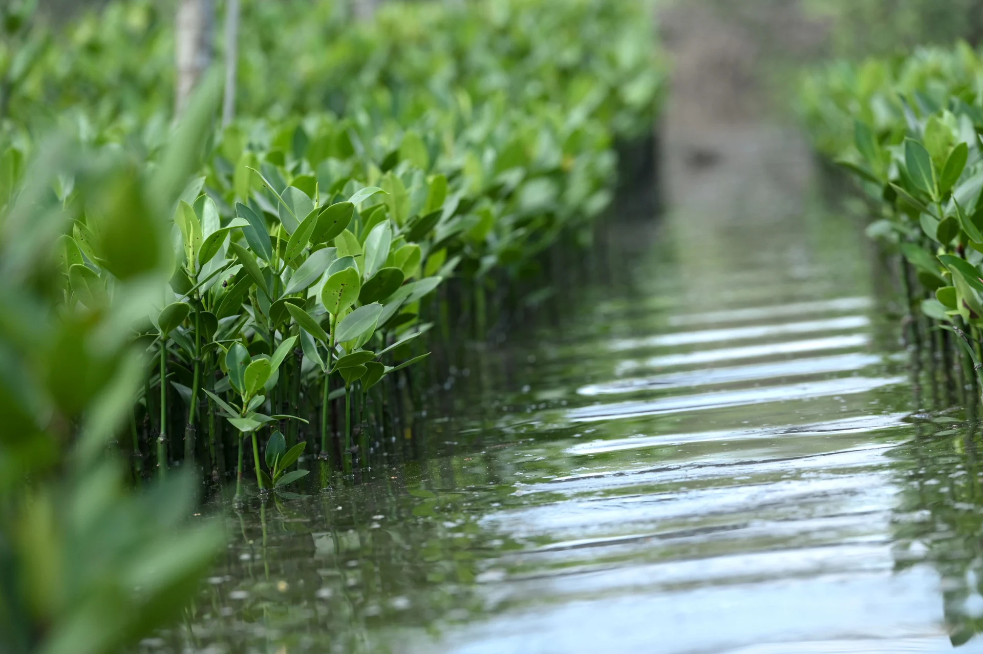 planting wetland