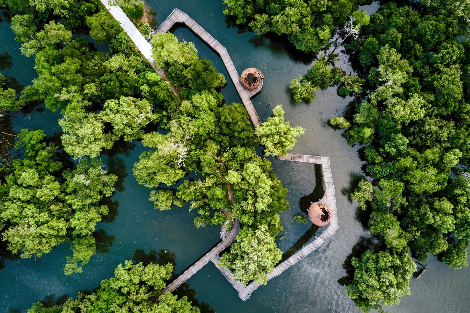 mangrove forest