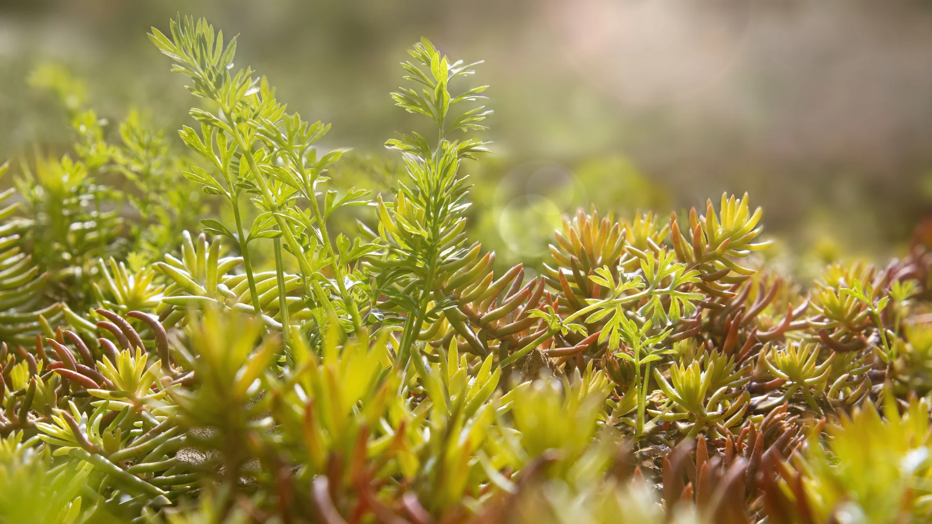 ecosystem diversity