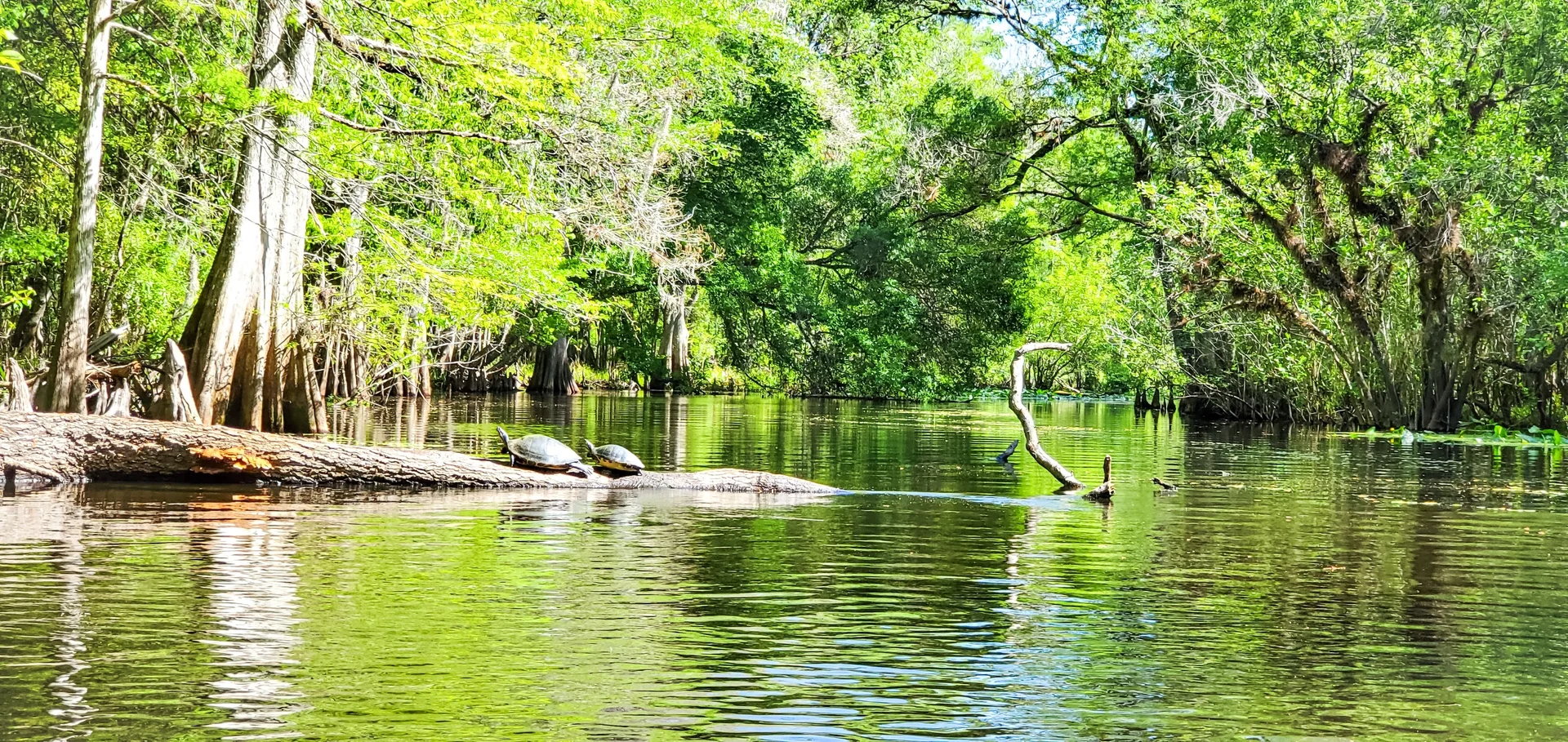 florida ecosystem