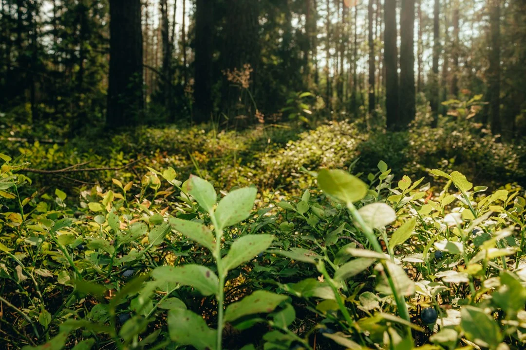 ecological study