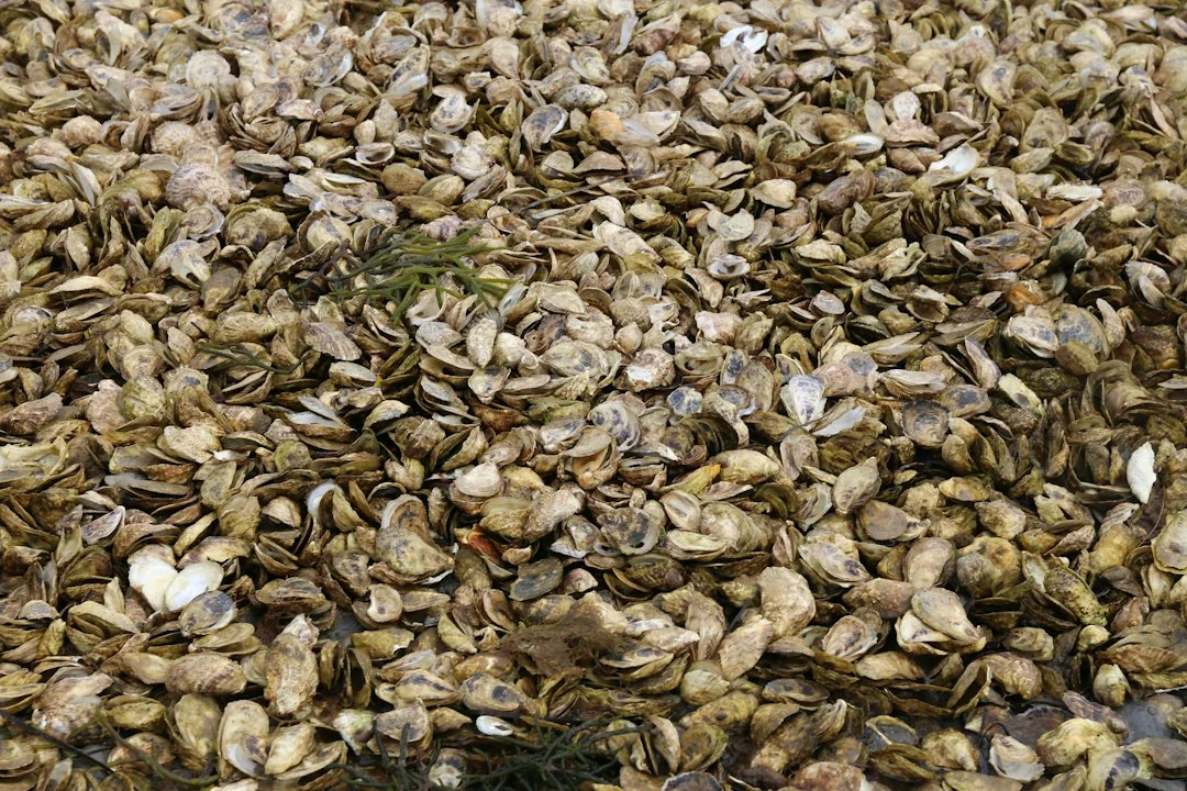 coastal restoration