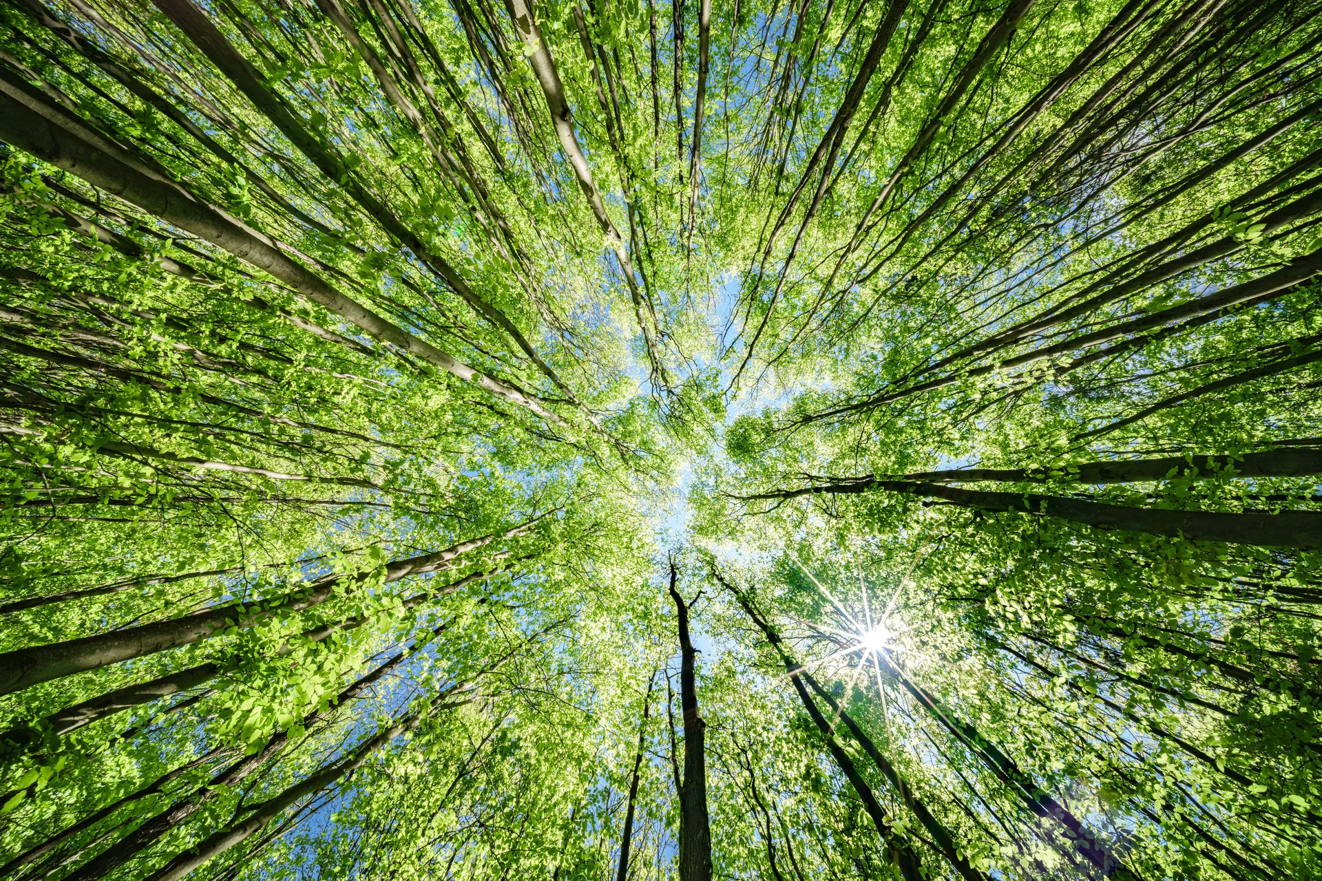 biodiversity conservation