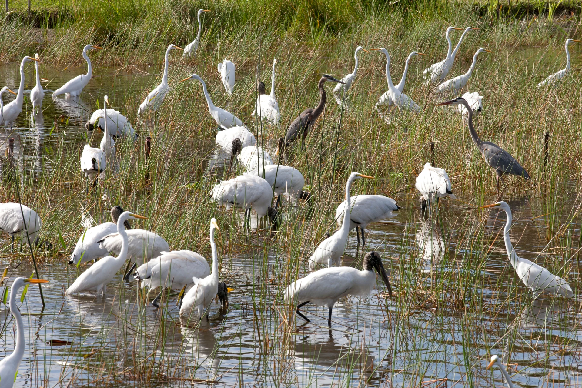 everglades restoration