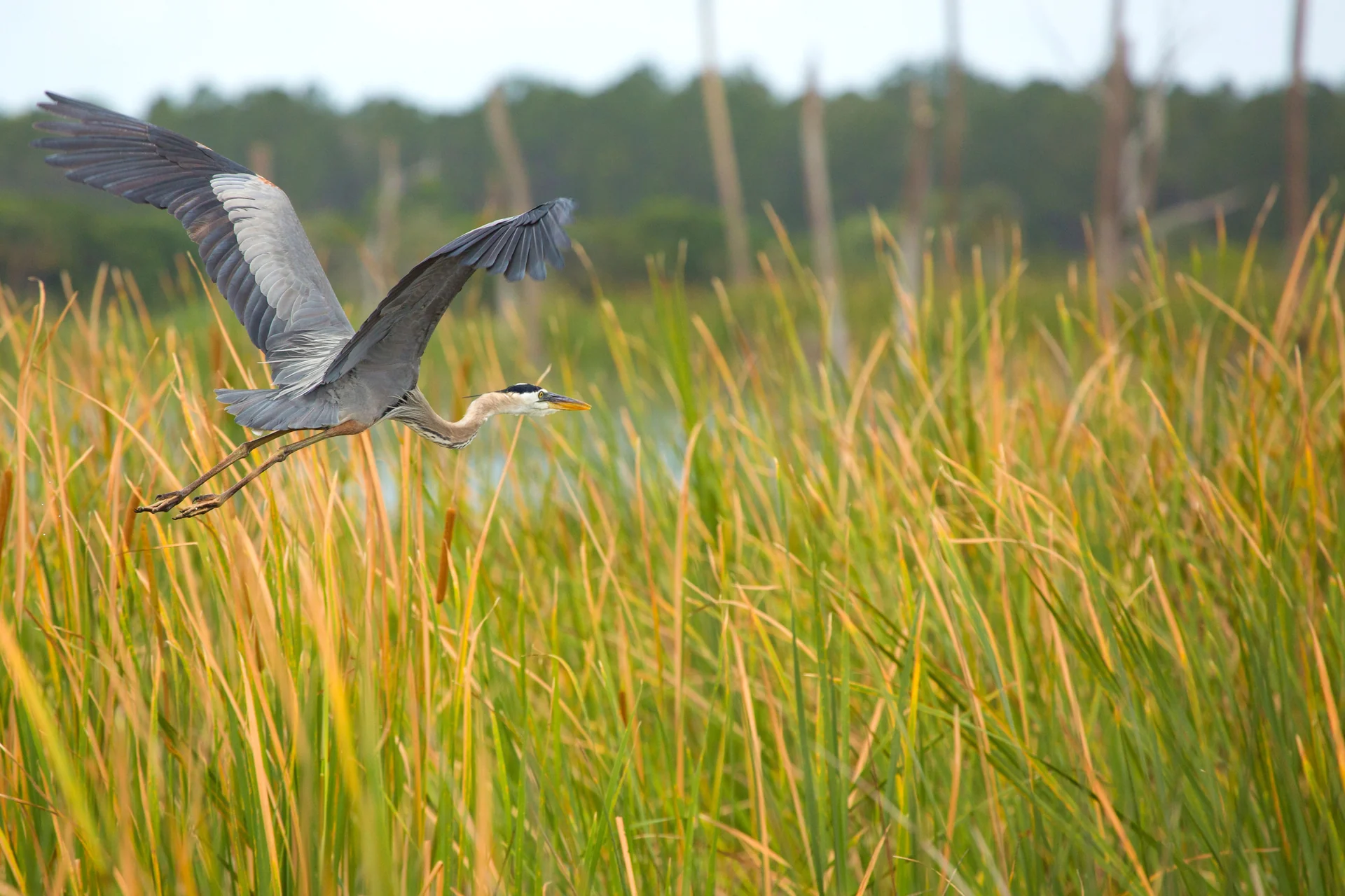 florida wildlife
