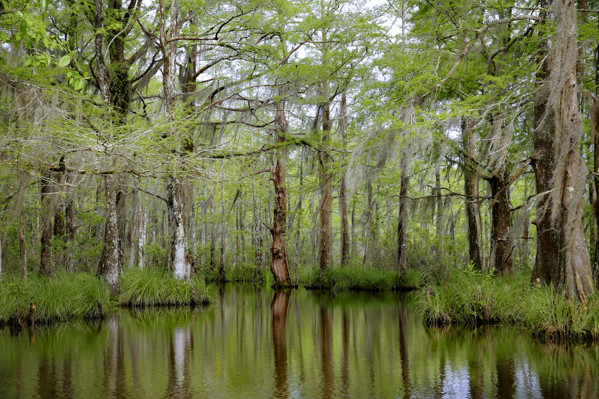 wetland