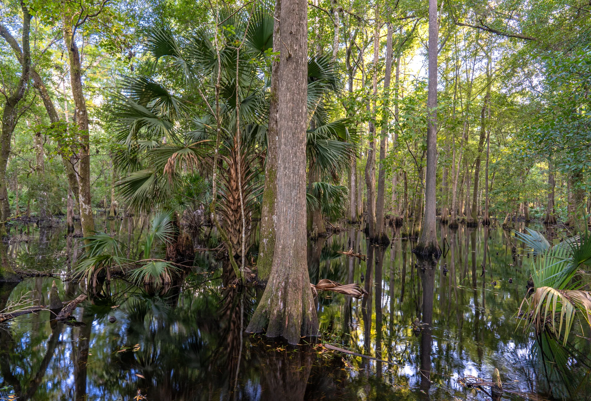 florida wetlands