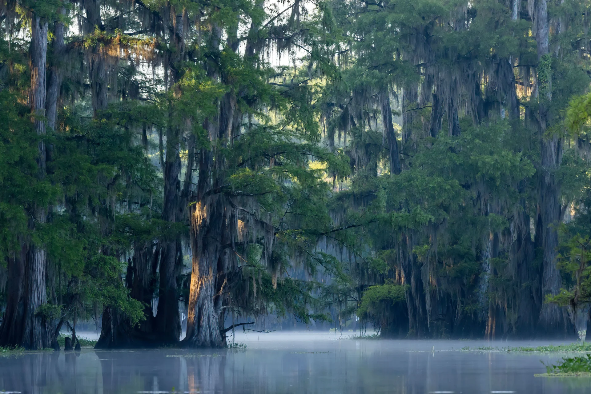 wetlands