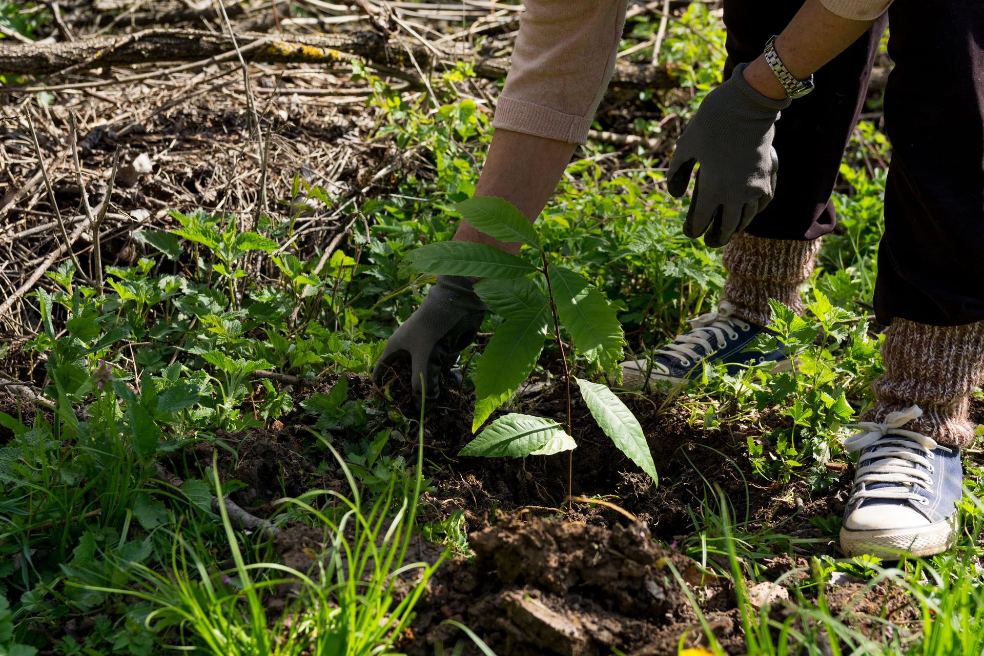 ecosystem restoration
