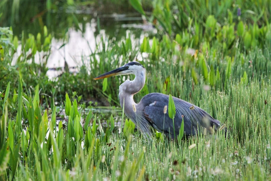 florida ecosystem