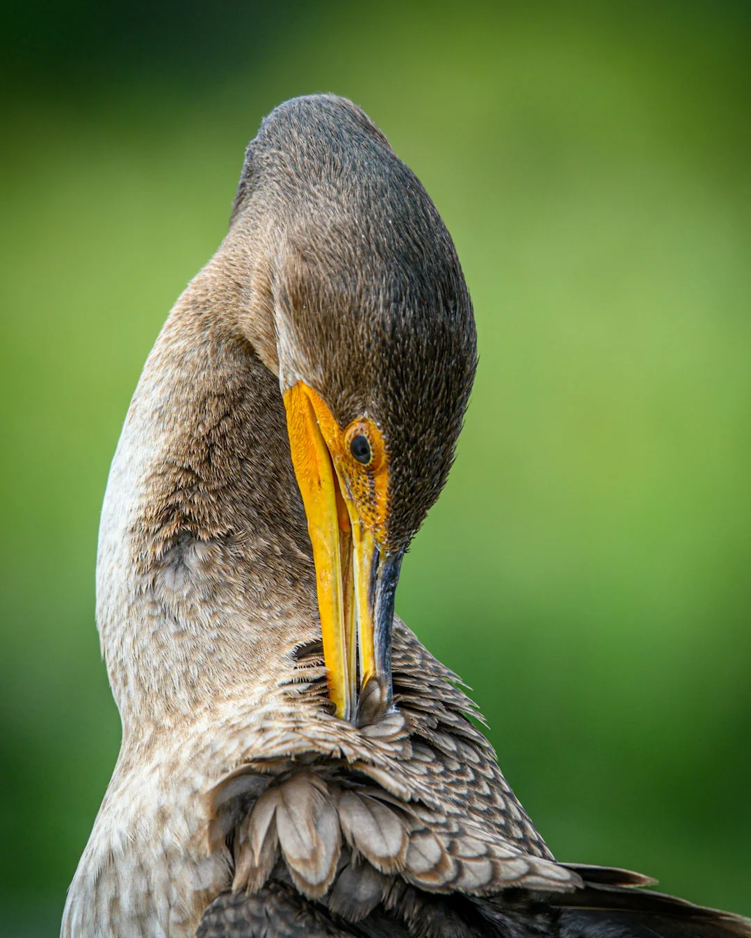 florida wildlife