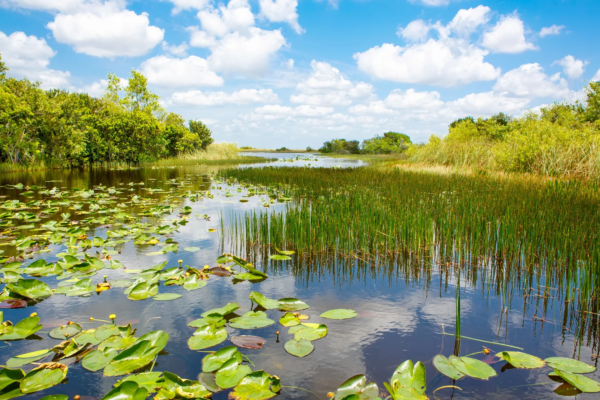 everglades wildlife