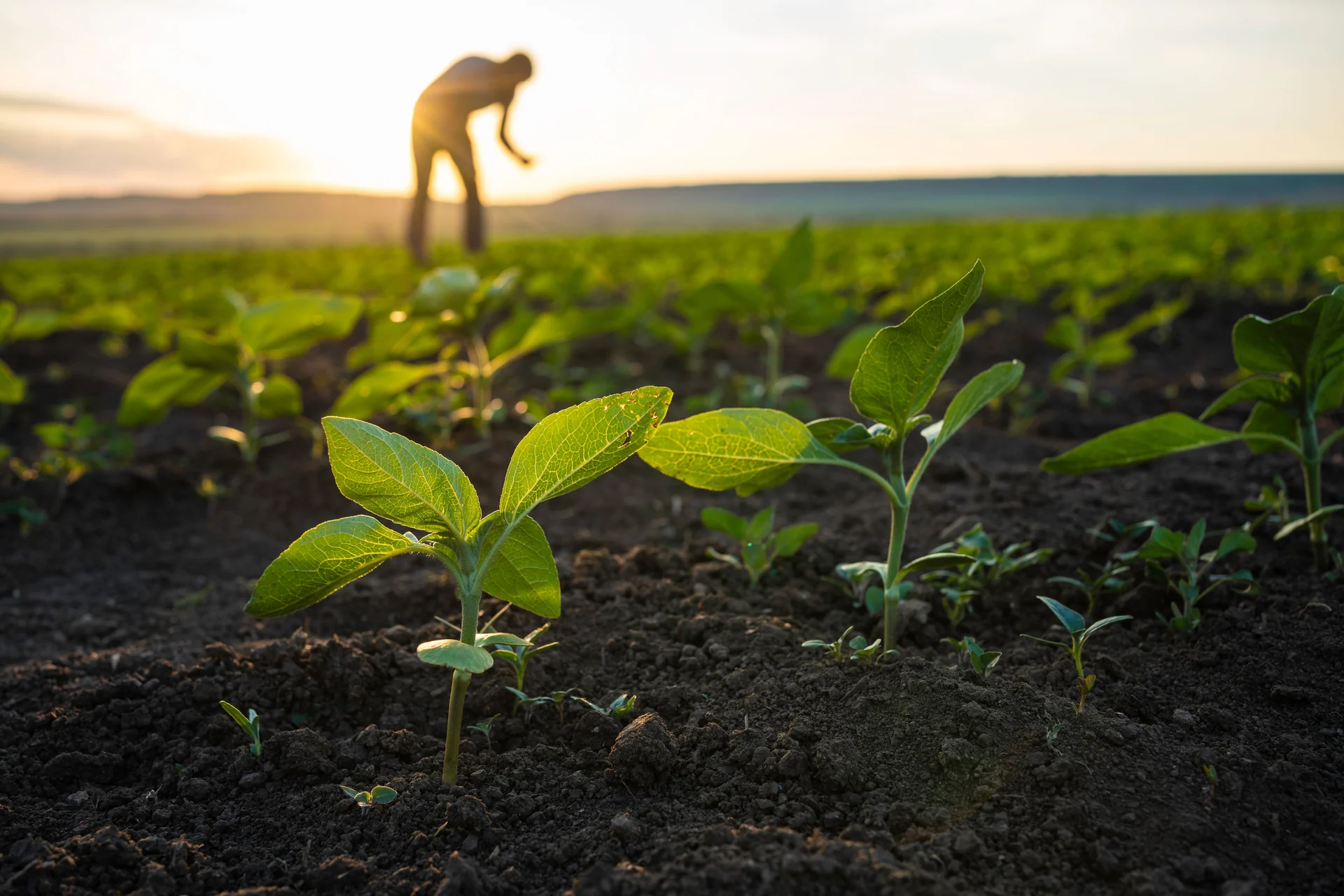 sustainable agriculture