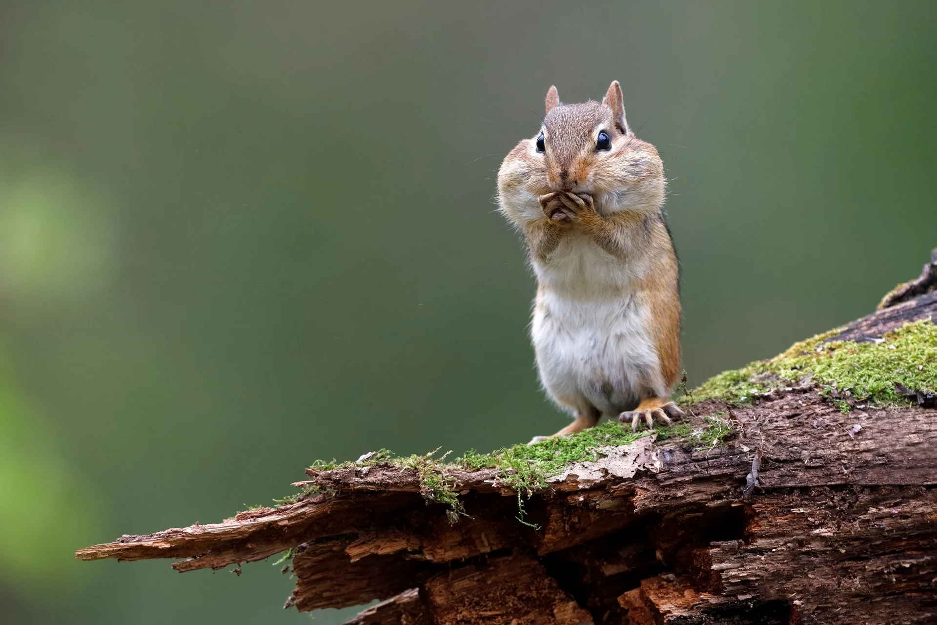 forest wildlife