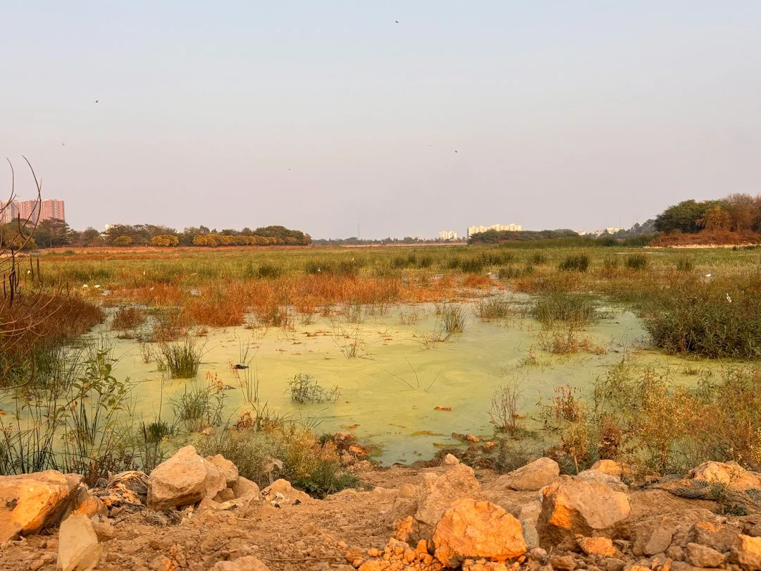 conservation efforts