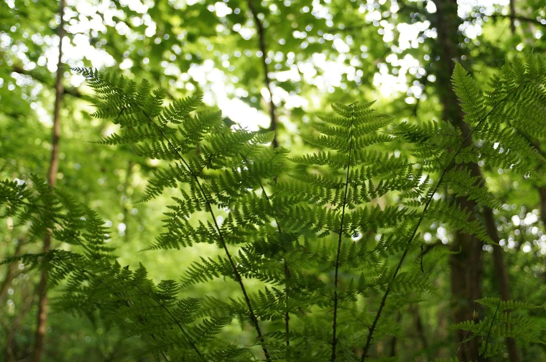 biodiversity nature