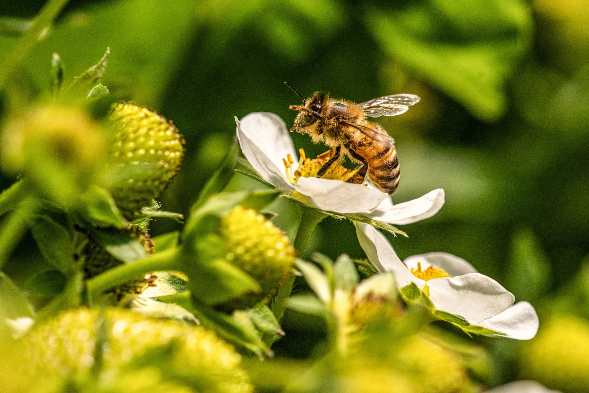 biodiversity