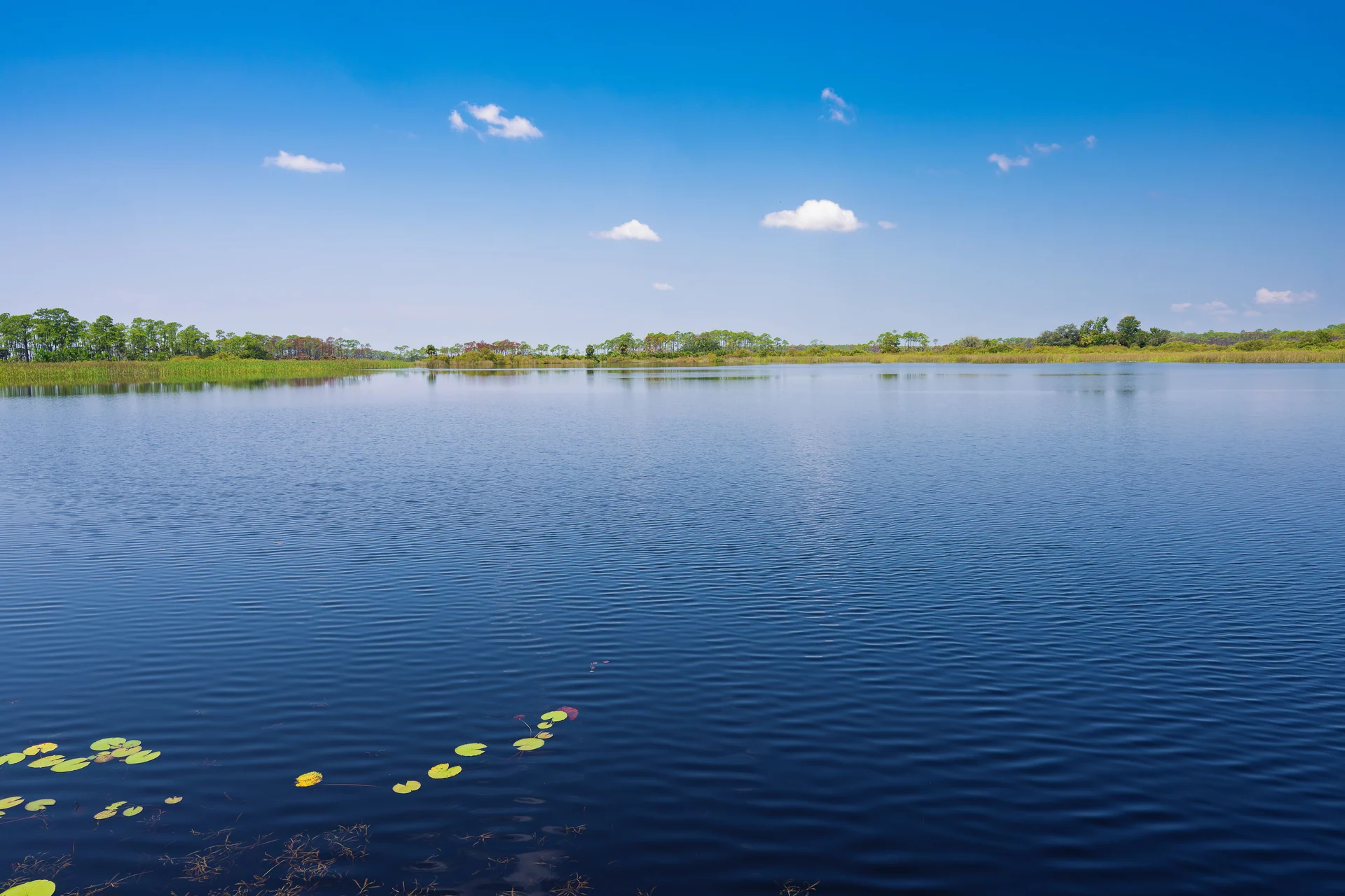 florida ecosystems