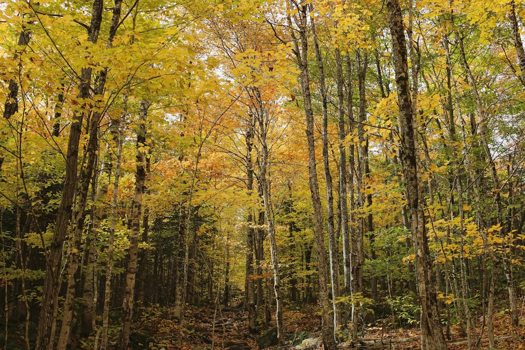 forest change
