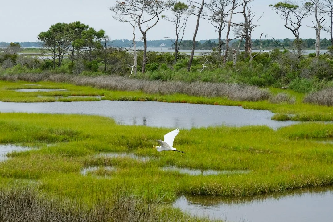 wetland