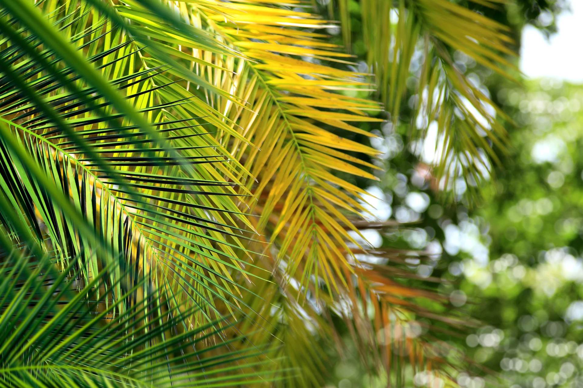 florida plants